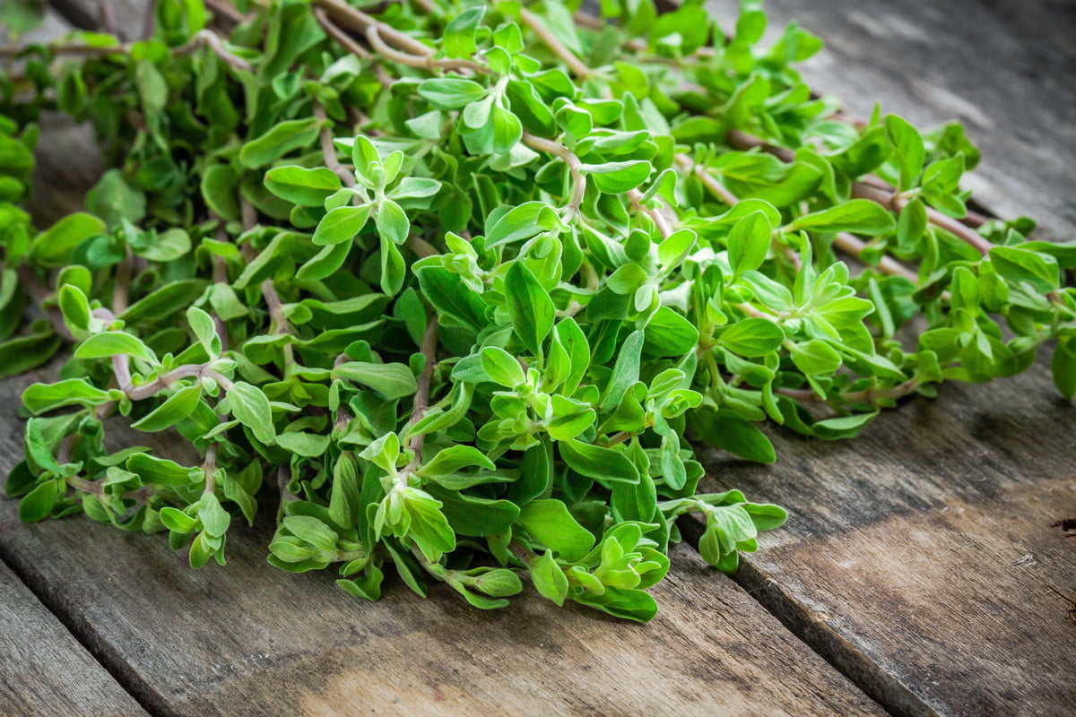 Benefits of Marjoram Herbal Plants for Health