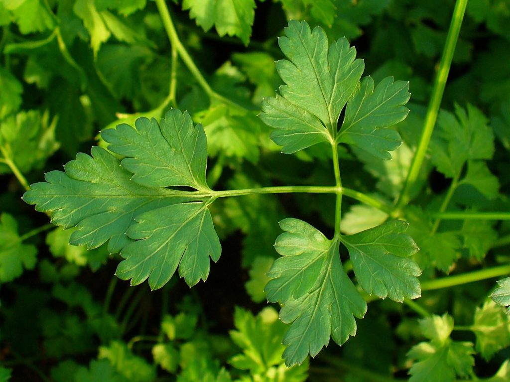 Contents and Benefits of Parsley as Herbal Medicine