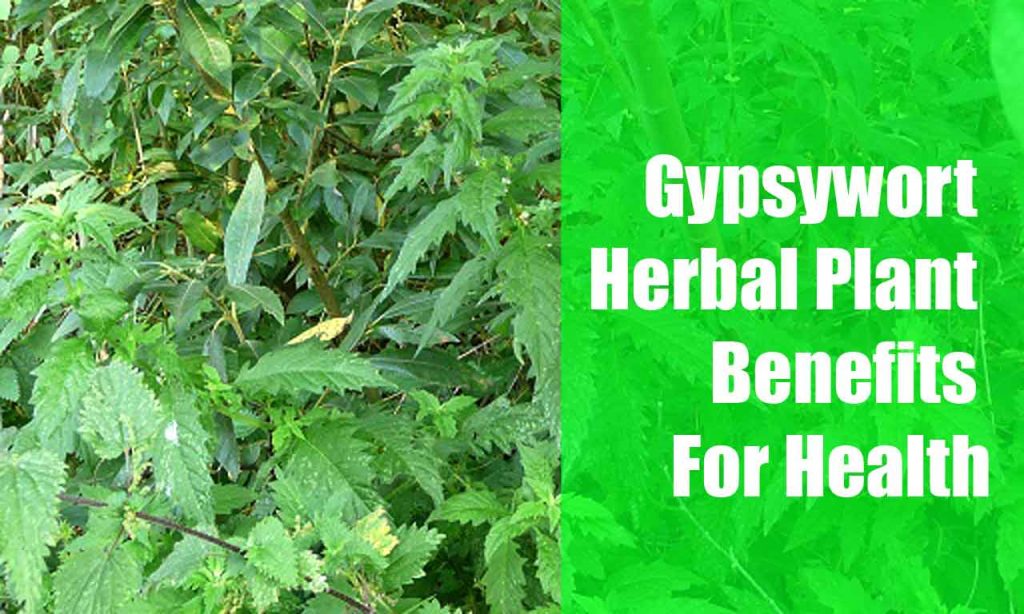 Gypsywort Herbal Plant Benefits