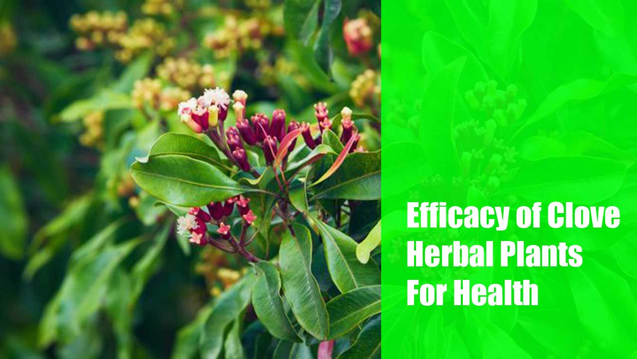 Efficacy of Clove Herbal Plants For Health
