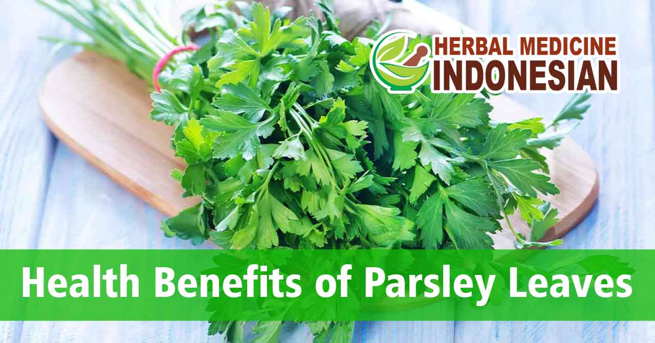Health Benefits of Parsley Leaves Herbal Wholesalers