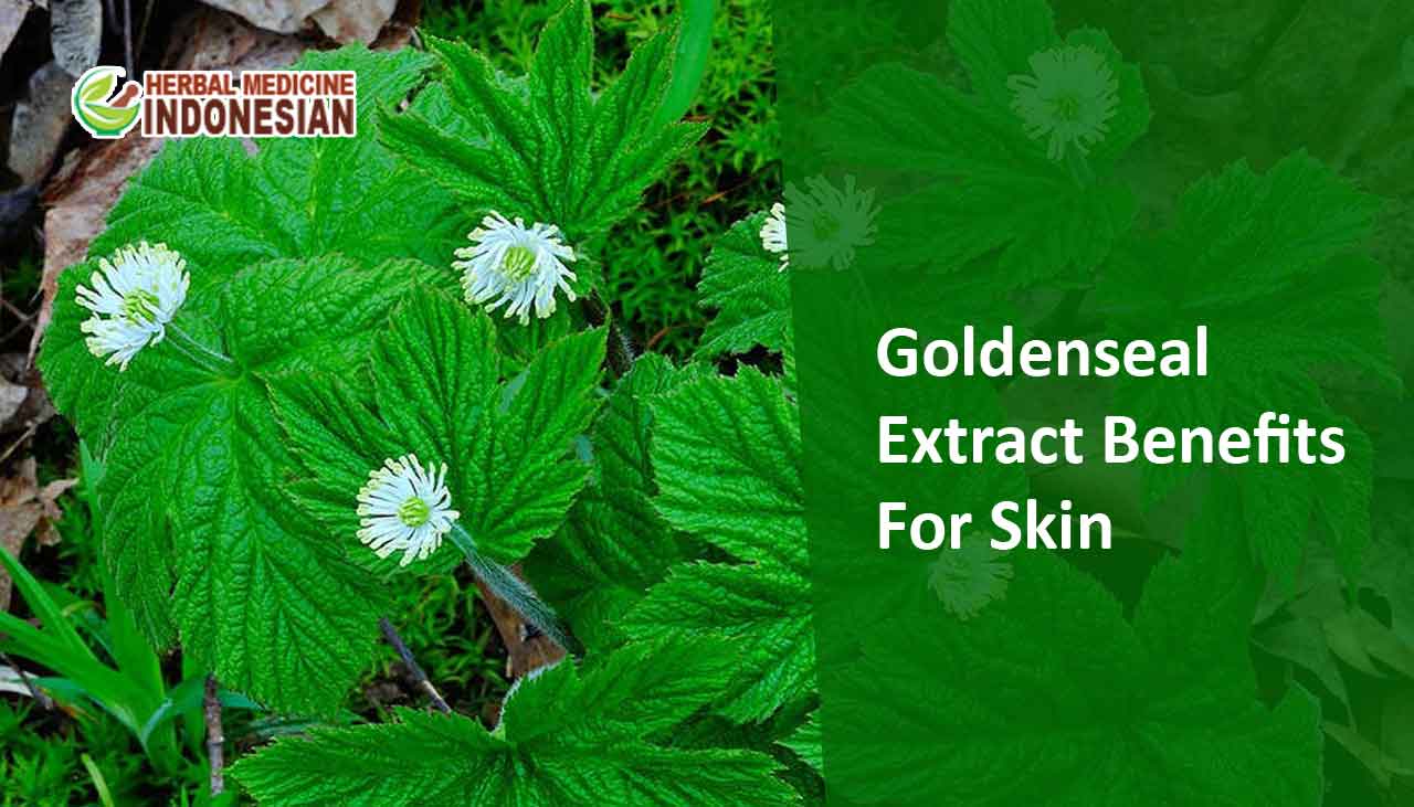Benefits of Goldenseal Root Extract Herb Medicine Indonesia