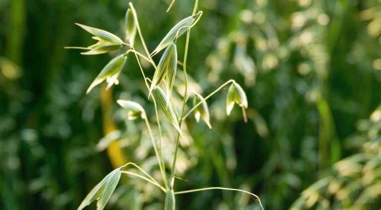 Oat Straw Benefits Herb Medicine