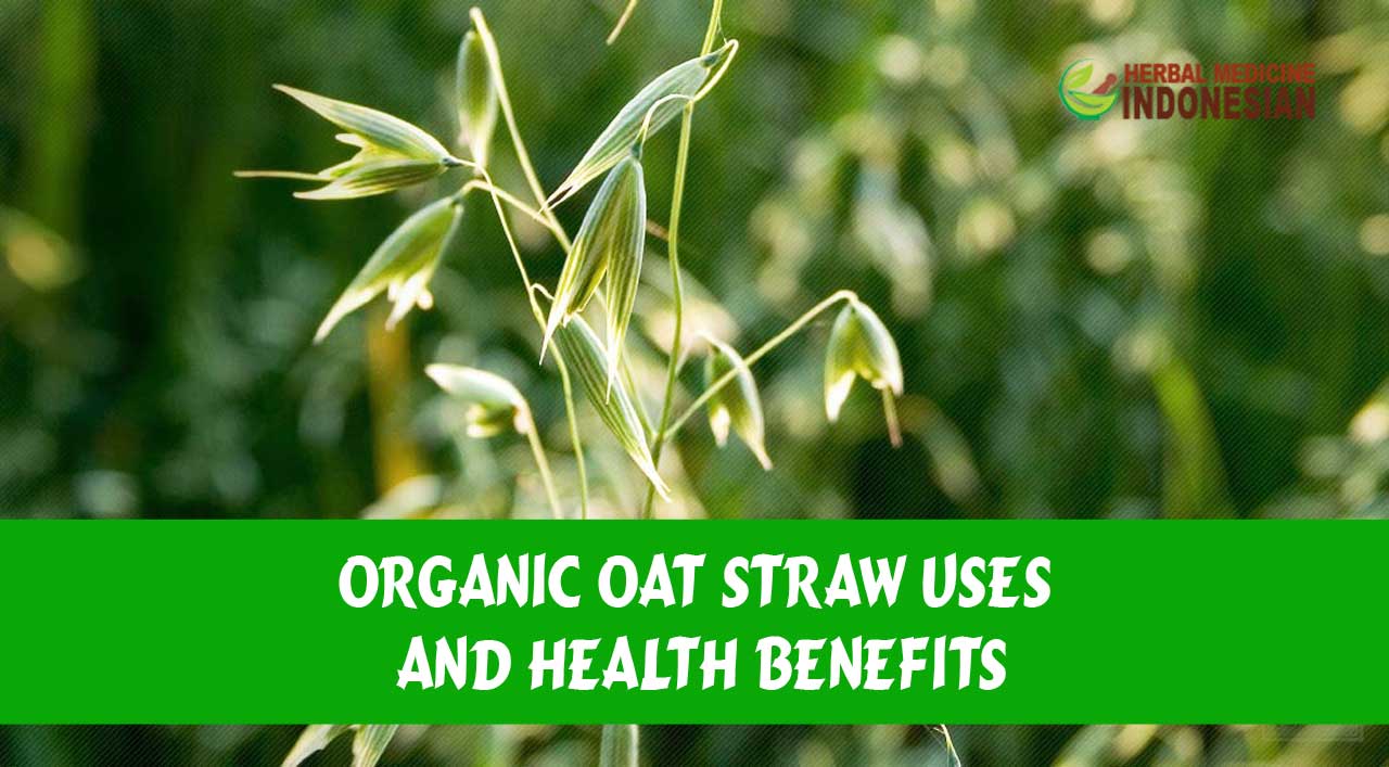 Organic Oat Straw Uses and Health Benefits PT. Ben Sehat Sejahtera