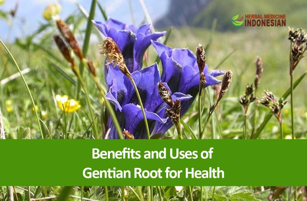 gentian root benefits