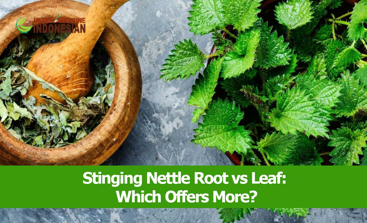 Stinging Nettle Root vs Leaf Herb Medicine Indonesia