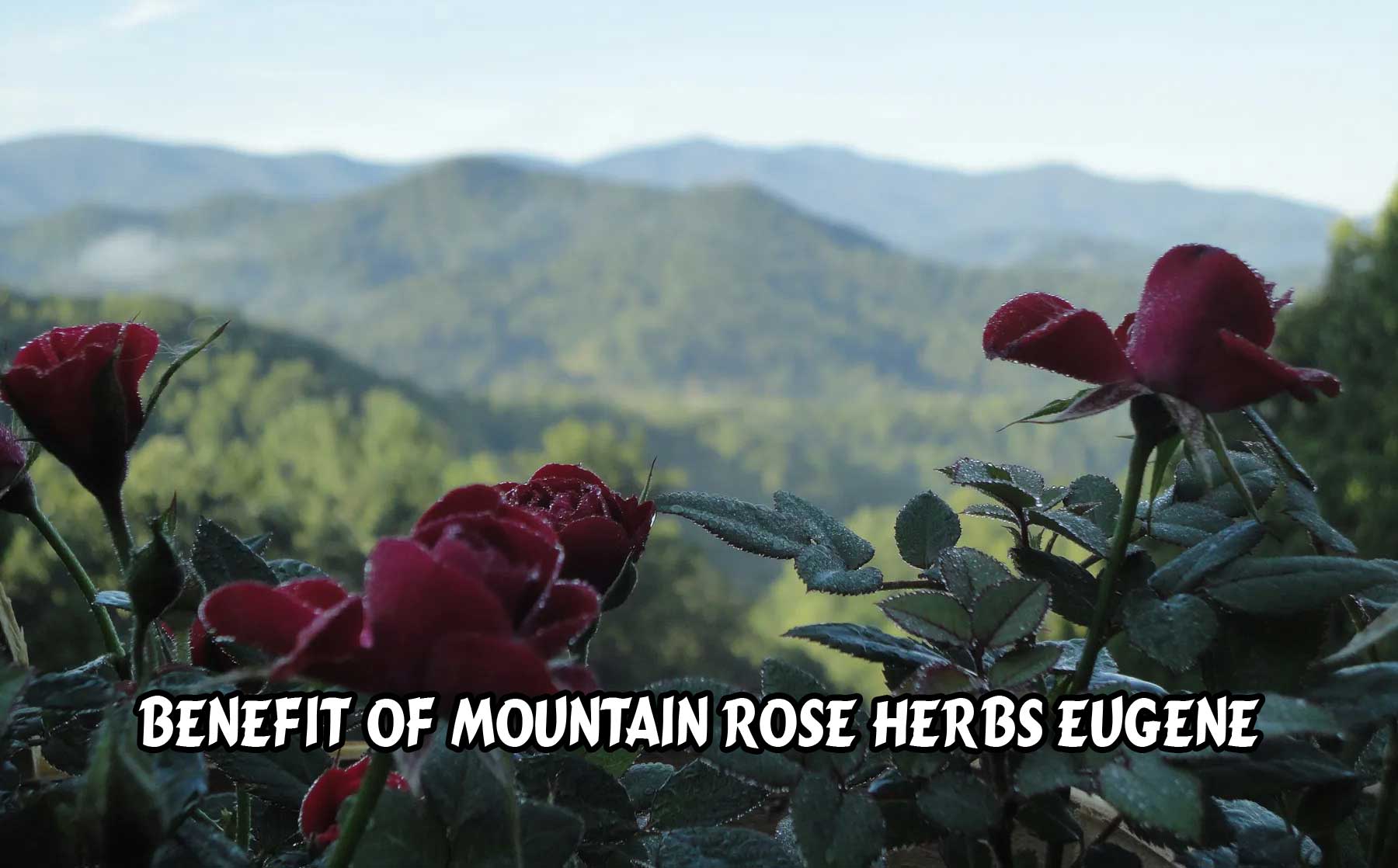 Mountain Rose Herbs Eugene