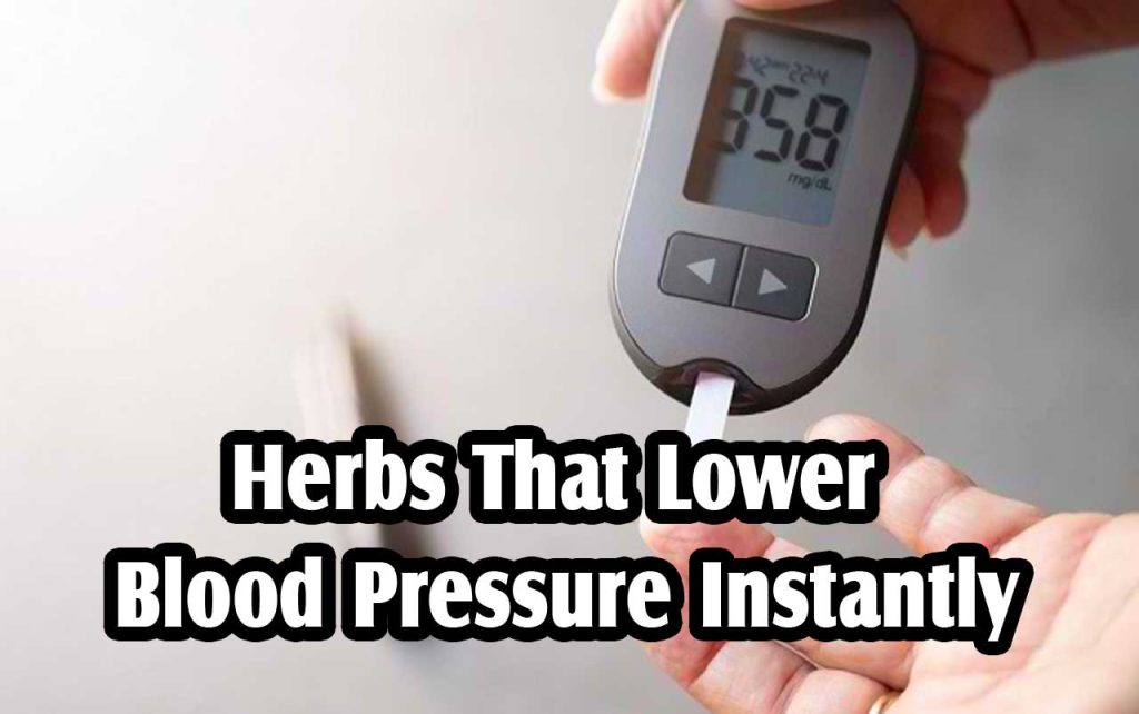 Herbs That Lower Blood Pressure Instantly Herbal Medicine Indonesia