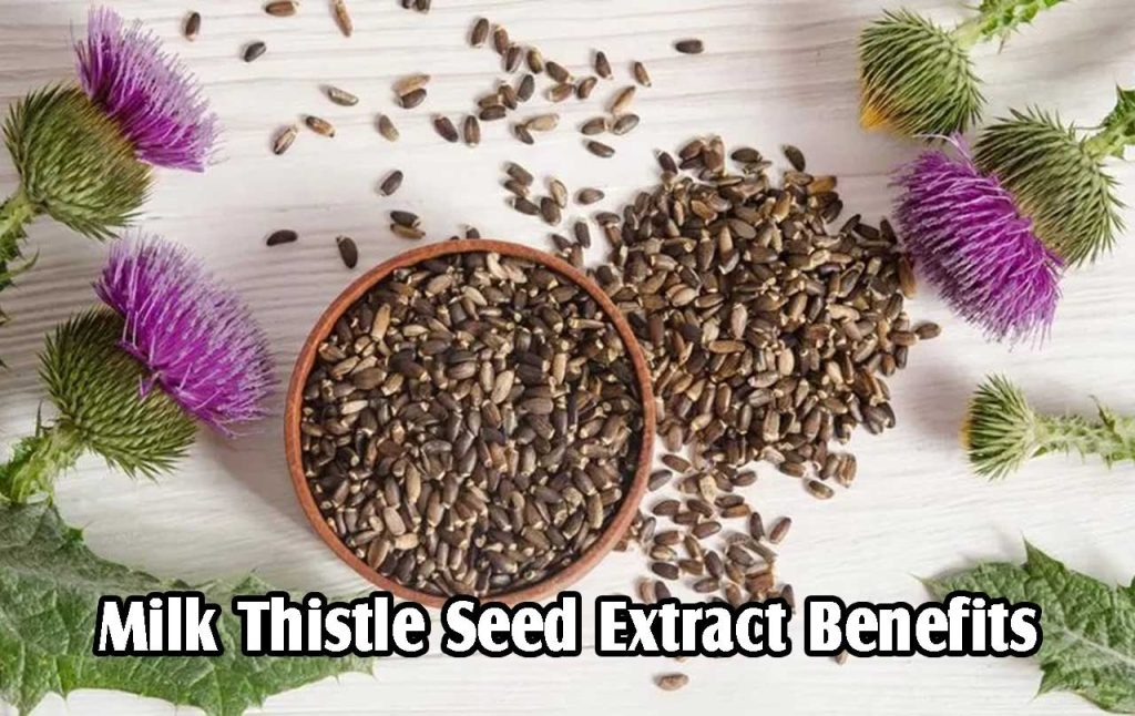 Milk Thistle Seed Extract Benefits PT. Ben Sehat Sejahtera