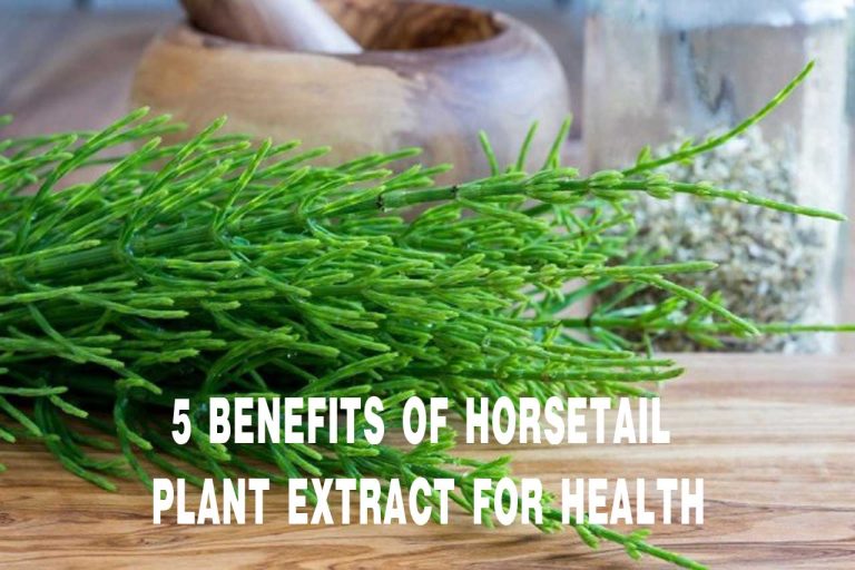 Horsetail Plant Extract Benefits and Side Effects Herbs Medicine