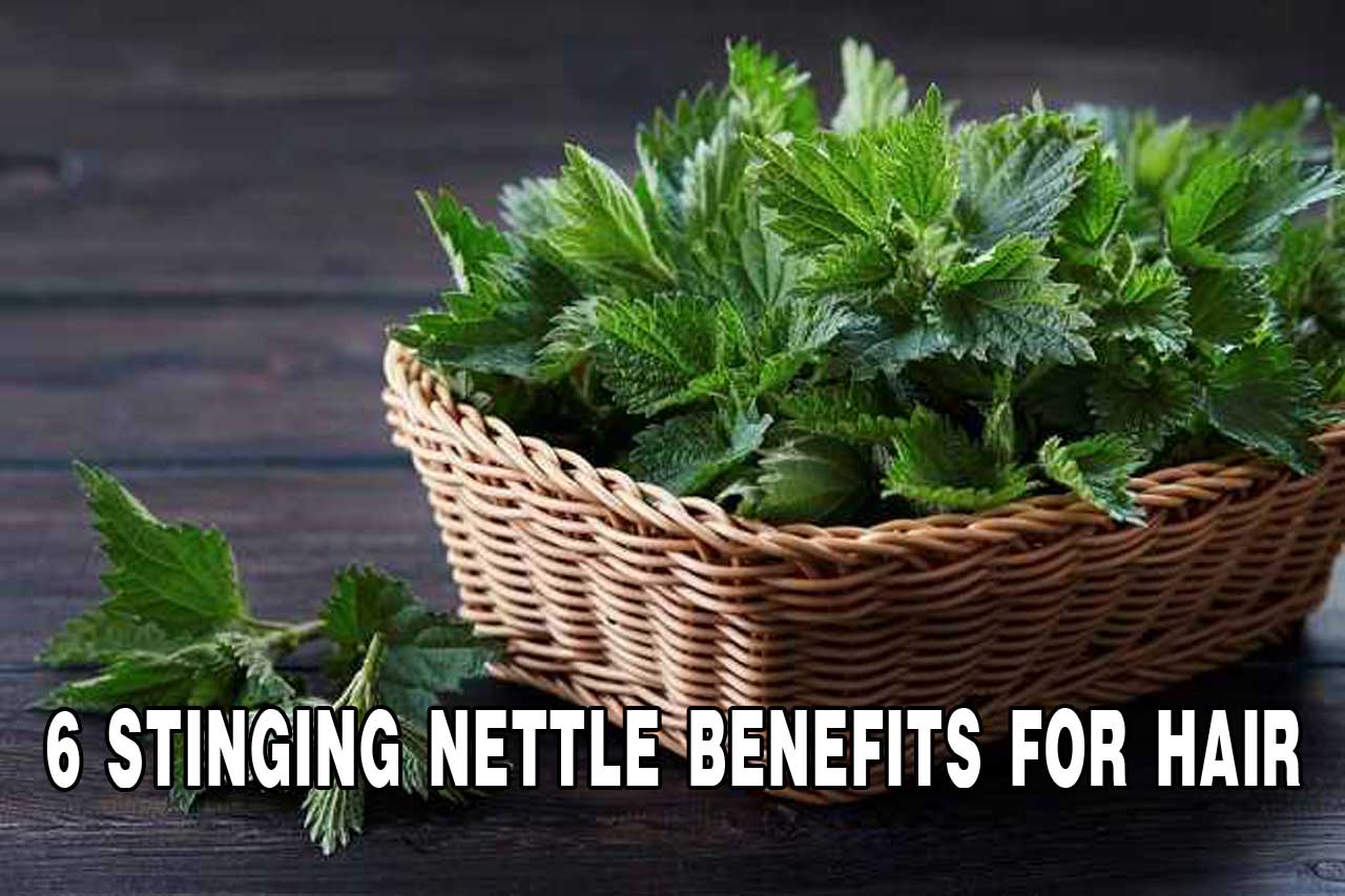 6 Benefits of Stinging Nettle for Hair PT. Ben Sehat Sejahtera